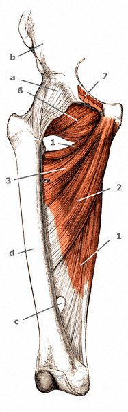 Musculus obturatorius externus von vorne 