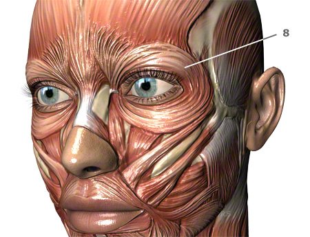Augenmuskulatur: Augenmuskeln des Menschen