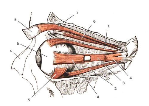 M. levator palpebrae superioris – Oberlid-Heber