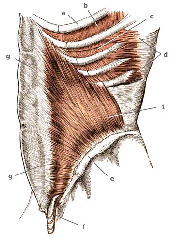 M. obliquus internus abdominis - innerer schräger Bauchmuskel