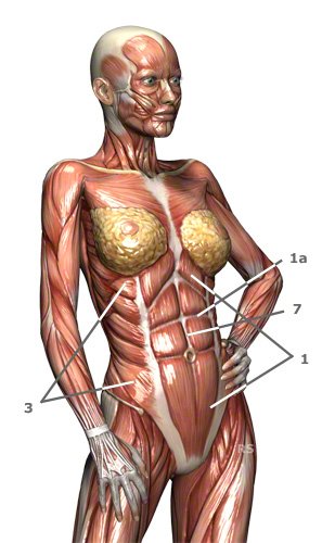 Bauchmuskulatur: Bauchmuskeln des Menschen