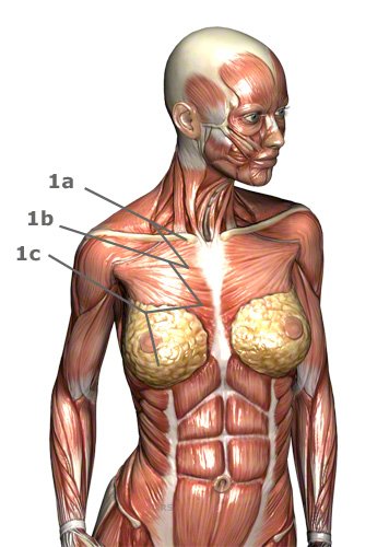 Brustmuskulatur: Brustmuskeln des Menschen