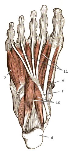 M. quadratus plantae – Sohlenviereckmuskel - quadratischer Fußsohlen-Muskel