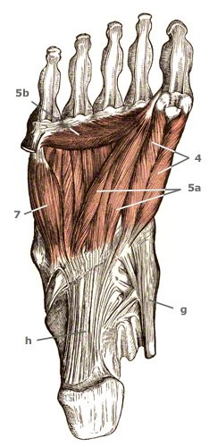 Fußmuskulatur der tiefen Schicht