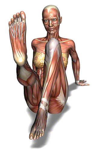 Fussmuskulatur: Fussmuskeln des Menschen