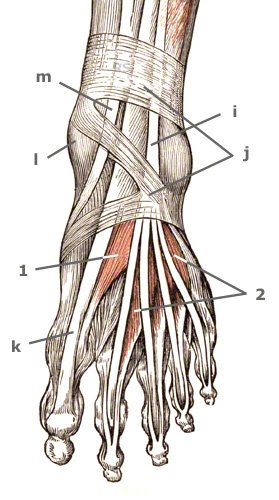 Musculus extensor hallucis brevis am Fußrücken