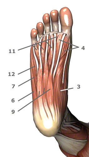 Fußmuskulatur an der Fusssohle