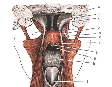 Musculus stylopharyngeus von hinten