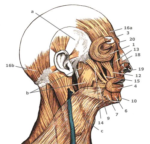 musculus masseter oberflächlicher und tiefer