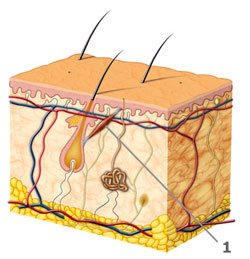 Haarbalgmuskel Musculus erector pilii entspannt