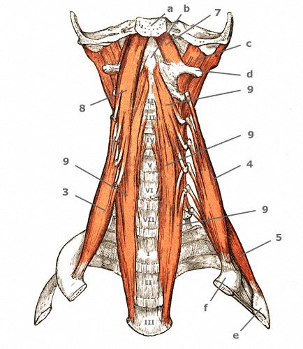 M. rectus capitis lateralis von vorne