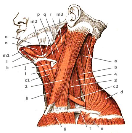 Kinn-Zungenbeinmuskel von lateral