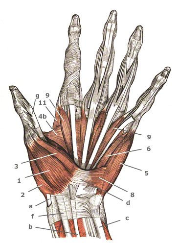 Musculi lumbricales der Hohlhand