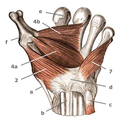 M. opponens digiti minimi des Ballens des Kleinfingers
