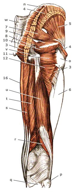 M. Gracilis schlanker Schenkelmuskel