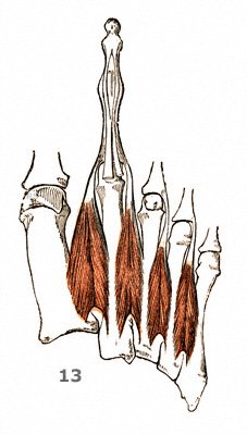 Zwischenknochenmuskeln am Fußrücken: M. interossei dorsales