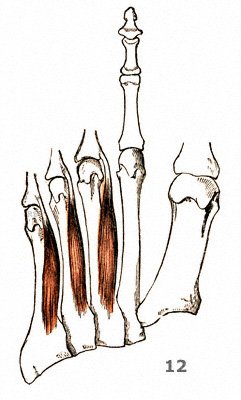 Mm. interossei plantares – beugeseitige Zwischenknochenmuskeln am Fuß