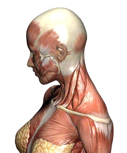 Nackenmuskulatur: Nackenmuskeln des Menschen