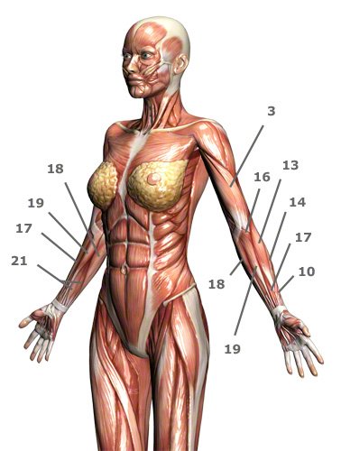 Armmuskeln: Oberarmmuskeln und Unterarmmuskeln