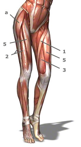 Oberschenkelmuskulatur: Oberschenkelmuskeln des Menschen