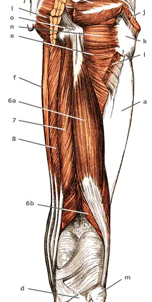 M. vastus lateralis von hinten