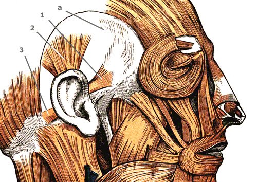 M. auricularis anterior, superior, posterior von der Seite