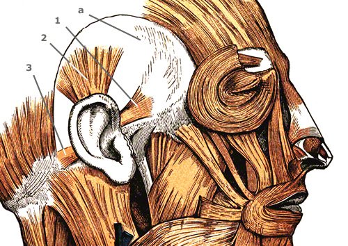menschliche Ohrmuskulatur
