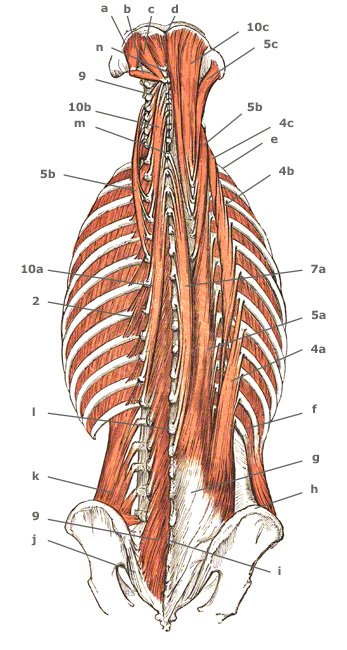 Mm. rotatores thoracis, cervicis am Rücken