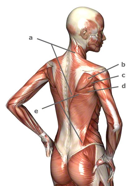 Rückenmuskulatur: Rückenmuskeln des Menschen