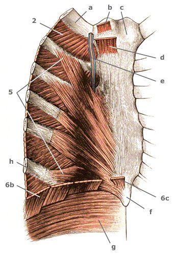 Diaphragma des Rumpfes