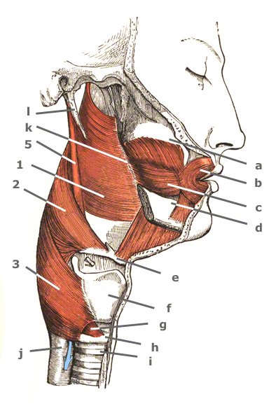 M. stylopharyngeus von der Seite