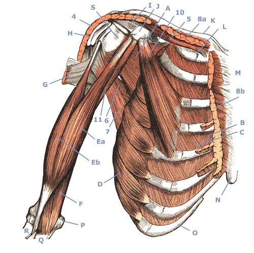 M. pectoralis minor - kleiner Brustmuskel