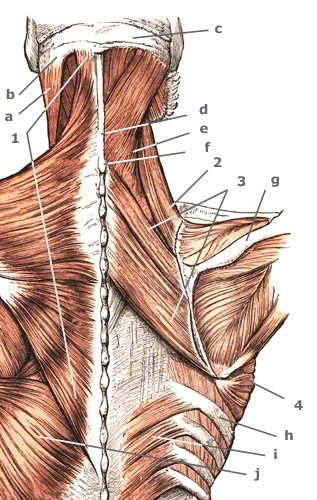 M. serratus posterior inferior des Dorsum