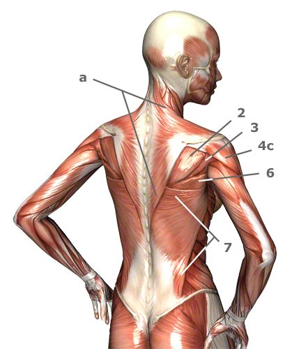 Schultermuskulatur: Schultermuskeln des Menschen