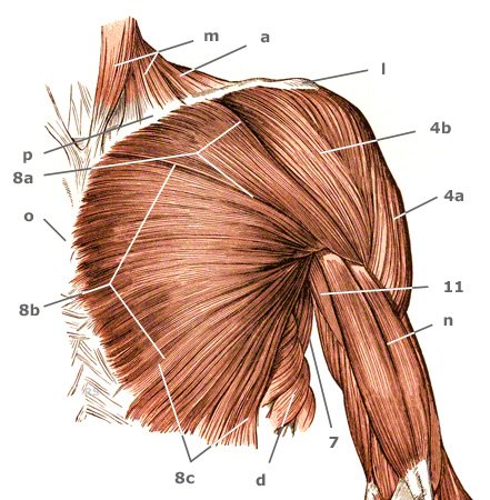 Schultermuskeln: die vordere Gruppe