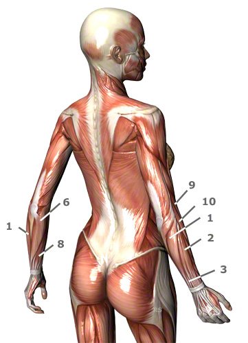 Unterarmmuskeln von hinten seitlich