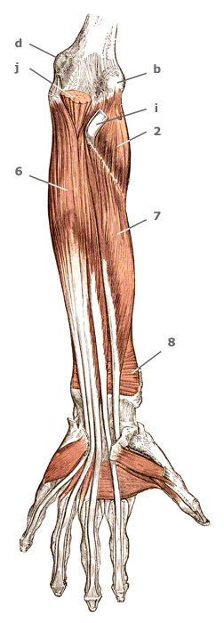 M. flexor digitorum profundus in der Tiefe