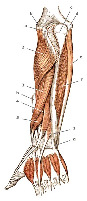 M. extensor indicis streckseitig