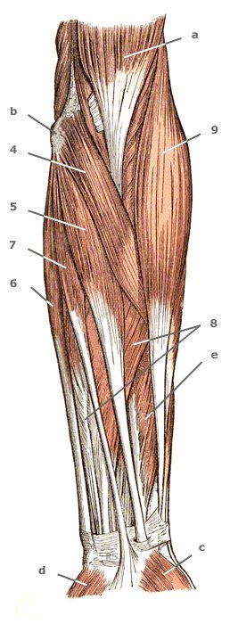 M. flexor carpi radialis des Unterarms