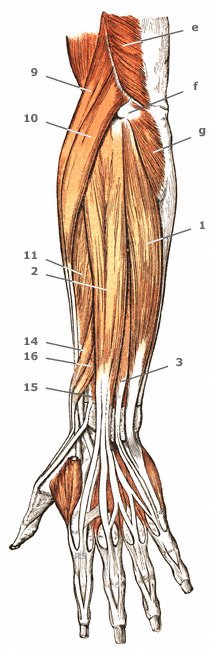 M. extensor digiti minimi am Unterarm