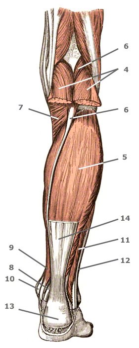 tiefe Schicht der Unterschenkelmuskeln - Soleus-Ebene
