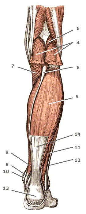 M. triceps surae der Wade