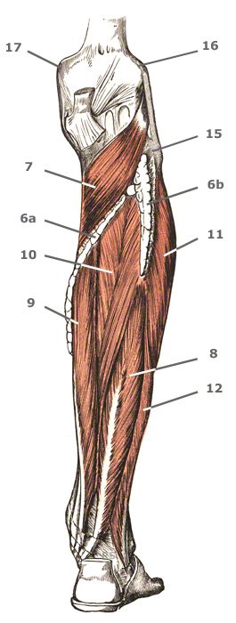 M. fibularis brevis lateral distal