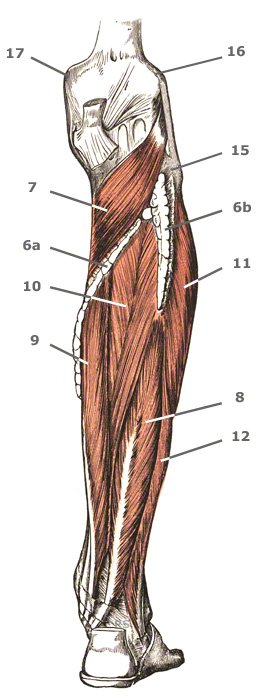 Unterschenkelmuskulatur: tiefe Gruppe