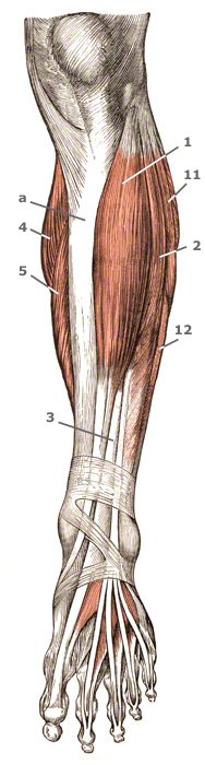 M. extensor hallucis longus am Unterschenkel