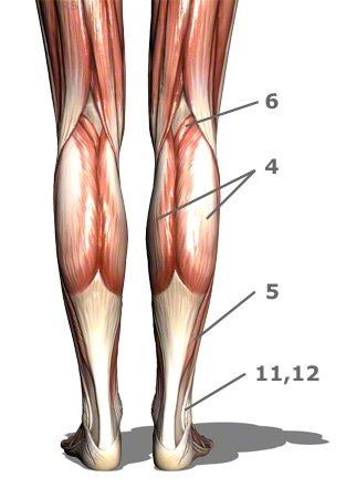 Wadenmuskulatur von hinten