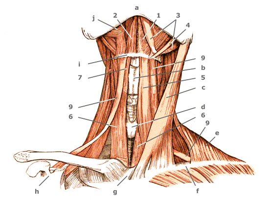 M. sternohyoideus von ventral