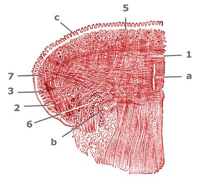 Zungenmuskeln im Querschnitt