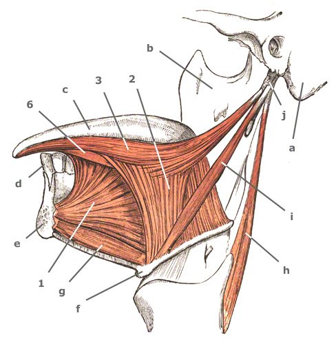 Zungenmuskulatur: Zungenmuskeln des Menschen