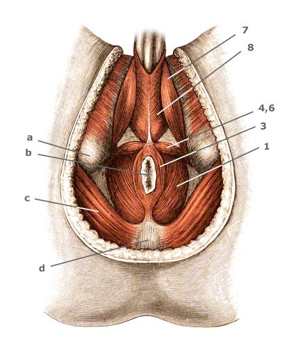 M. sphinkter ani externus – äußerer Afterschließer